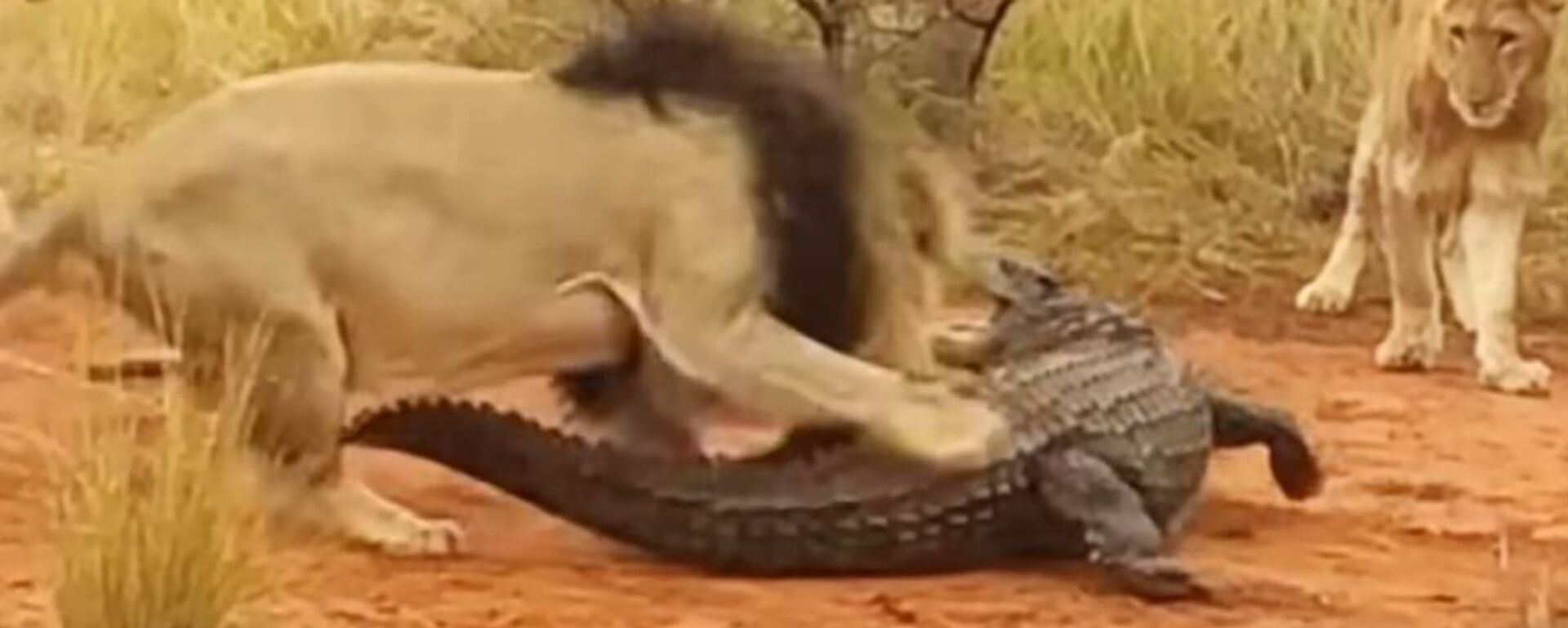 Un león ataca a un cocodrilo - Sputnik Mundo, 1920, 23.07.2022