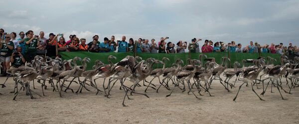 Varios voluntarios observan la liberación de flamencos cerca del lago Fuente de Piedra, a 70 kilómetros de Málaga. Este evento tuvo lugar el 30 de julio de 2022, durante una operación de etiquetado y control de polluelos de flamencos para seguir la evolución de la especie.El lago de Fuente de Piedra, que es el lugar de cría de flamencos más importante de la Península Ibérica, es también una reserva natural y un refugio para las aves con más de 170 especies diferentes registradas. - Sputnik Mundo