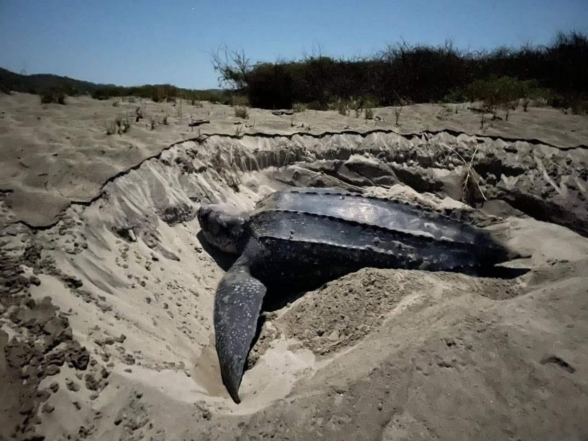 Tortuga marina en una playa mexicana, en su nido - Sputnik Mundo, 1920, 06.08.2022