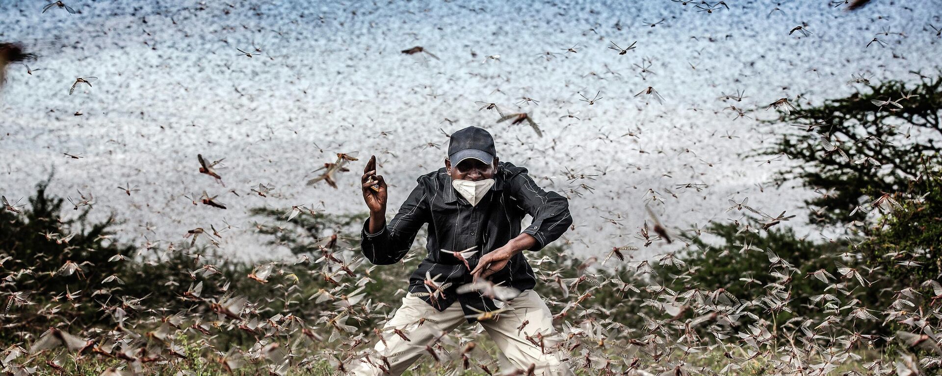 Herny Lenayasa, un hombre samburu y jefe del asentamiento de Archers Post intenta ahuyentar una enorme nube de langostas en el condado de Samburu, Kenia, el 24 de abril de 2020  - Sputnik Mundo, 1920, 12.08.2022