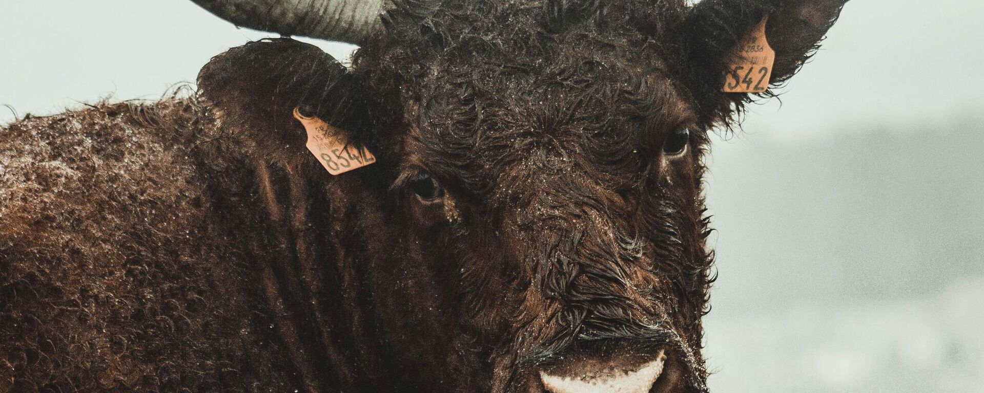 Un toro (imagen referencial) - Sputnik Mundo, 1920, 22.08.2022