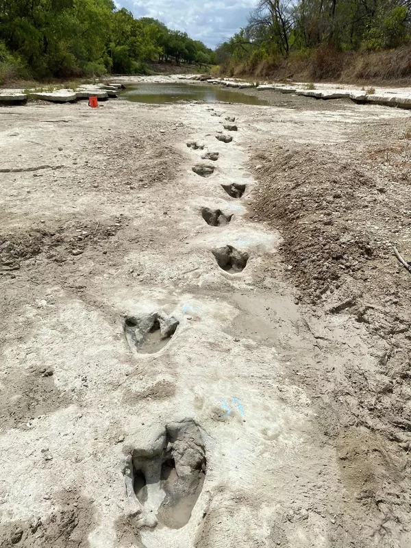 Un río que atraviesa el Parque Estatal del Valle de los Dinosaurios, en Texas, que se ha secado debido a la sequía, ha dado una impresionante sorpresa: se han descubierto en su fondo restos de reptiles gigantes que vivieron hace 113 millones de años. - Sputnik Mundo