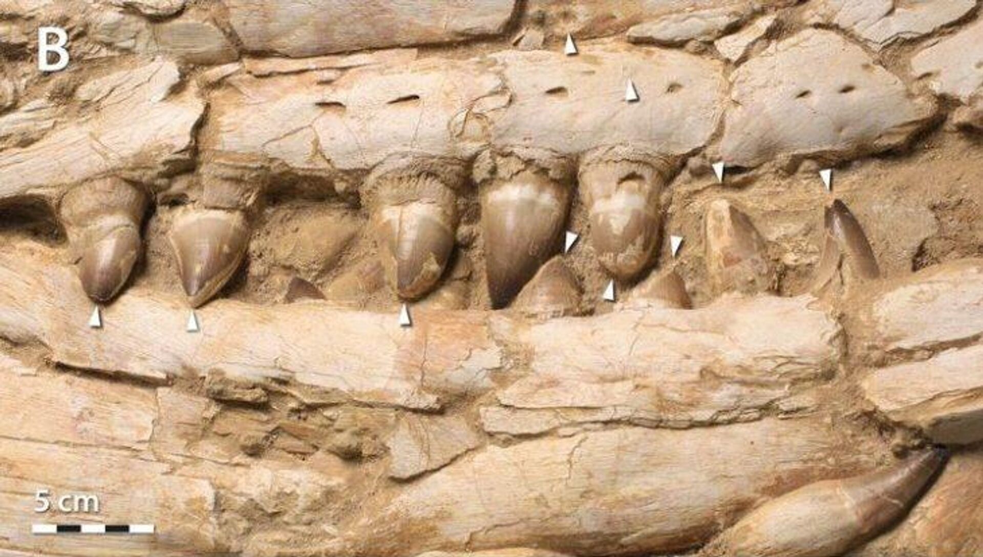 Desgaste en los dientes de un pequeño Thalassotitan. - Sputnik Mundo, 1920, 25.08.2022