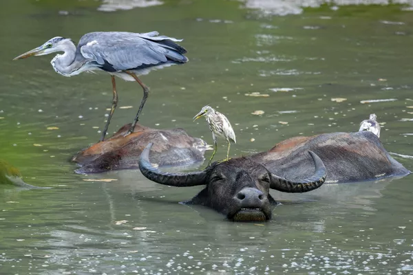 Los pájaros se sientan sobre los búfalos que nadan en el Parque Nacional de Yala, en el sureste de Sri Lanka. Los pájaros se sientan sobre los búfalos que nadan en el Parque Nacional de Yala, en el sureste de Sri Lanka. - Sputnik Mundo