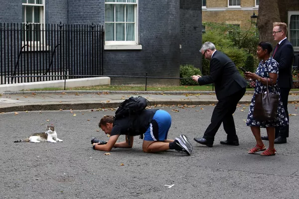 La gente se saca fotos del famoso gato Larry frente a la residencia del primer ministro británico en Downing Street, Londres. La gente se saca fotos del famoso gato Larry frente a la residencia del primer ministro británico en Downing Street, Londres. - Sputnik Mundo