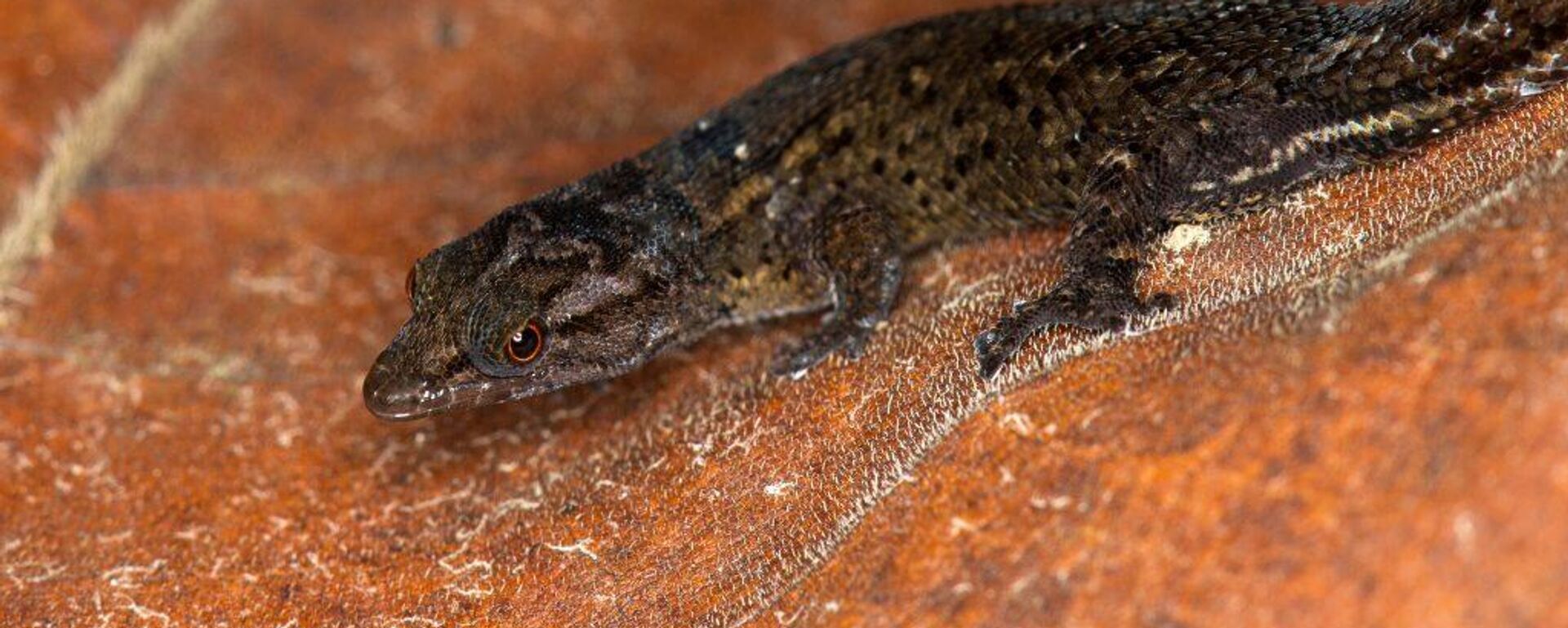 La nueva especie de salamanquita Sphaerodactylus verdeluzicola - Sputnik Mundo, 1920, 28.08.2022