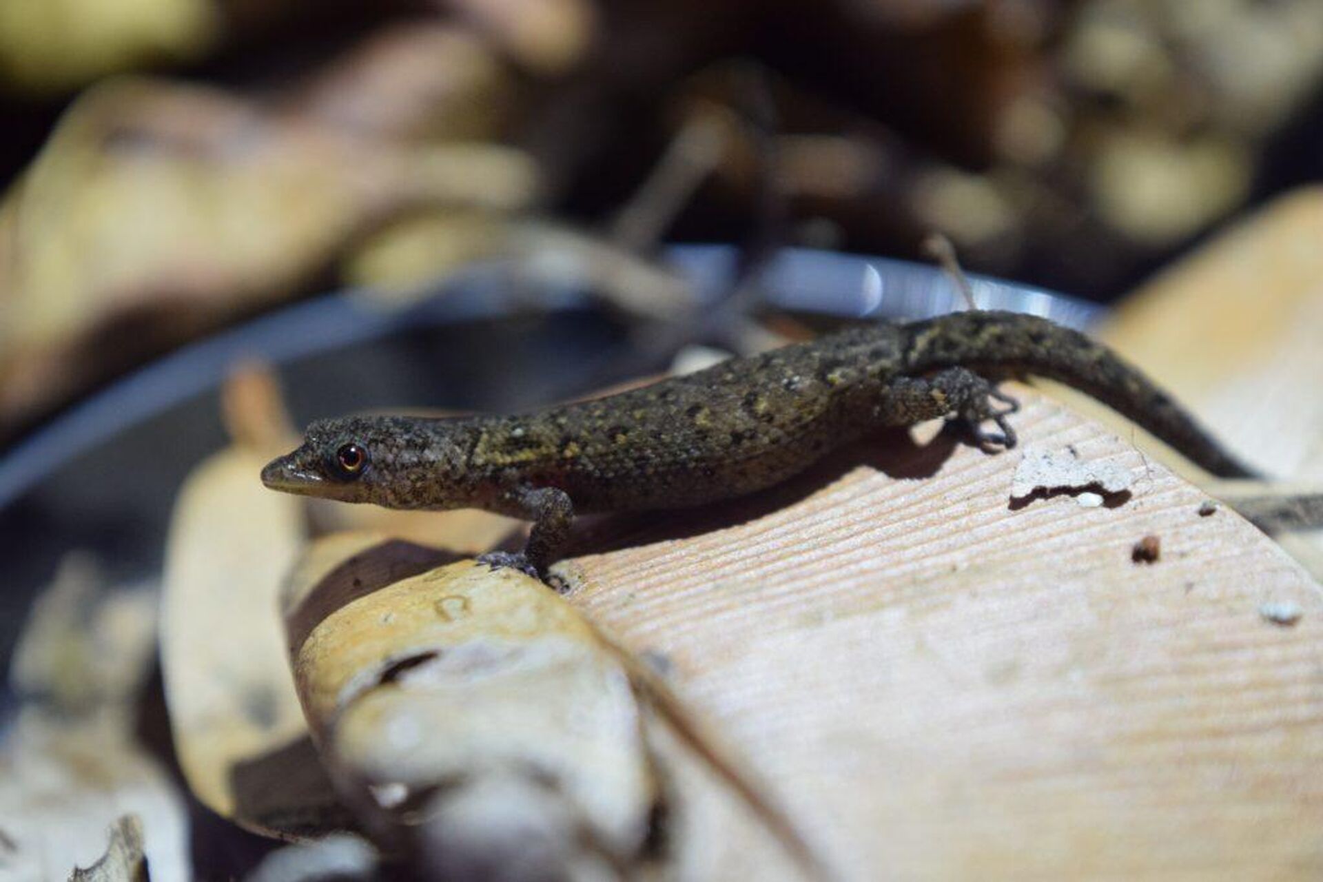 La nueva especie de salamanquita Sphaerodactylus verdeluzicola - Sputnik Mundo, 1920, 28.08.2022