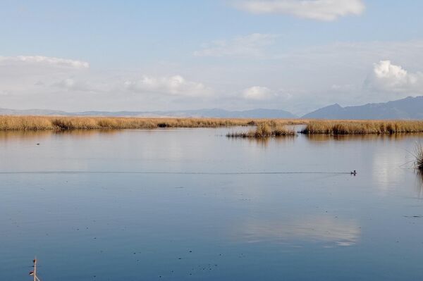 Jóvenes de la comunidad indígena Iruhito Urus crean robots con plantas acuáticas - Sputnik Mundo