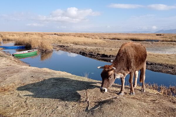 Jóvenes de la comunidad indígena Iruhito Urus crean robots con plantas acuáticas - Sputnik Mundo