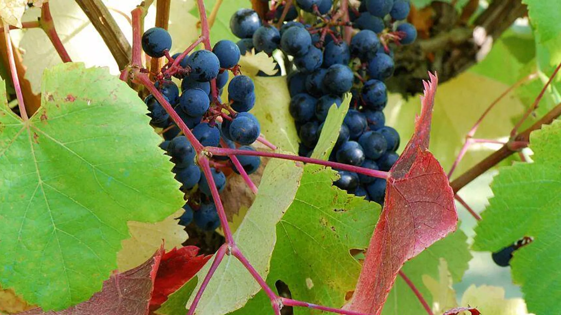 Uva tinta tannat