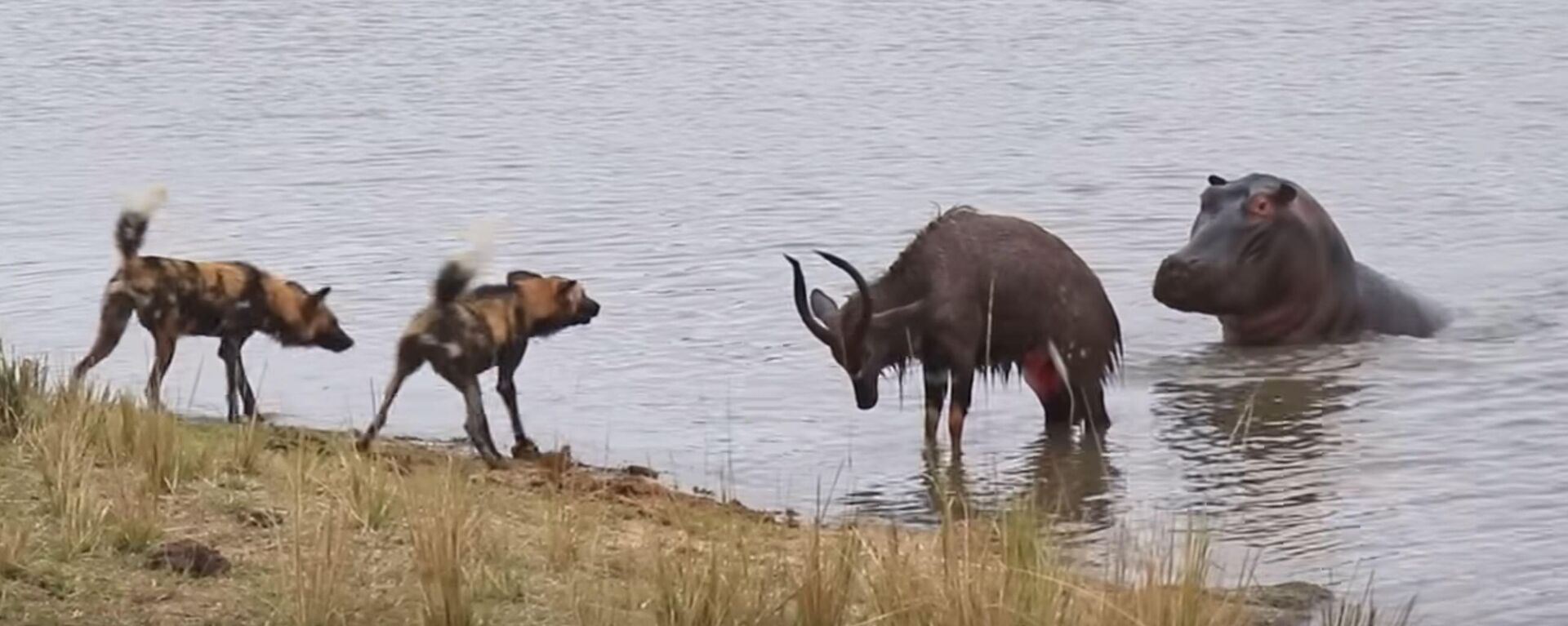 Un toro que lucha contra perros salvajes e hipos es atrapado por un cocodrilo - Sputnik Mundo, 1920, 18.09.2022