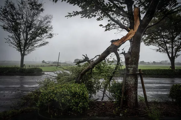 En la prefectura de Miyazaki, las fuertes lluvias comenzaron el 15 de septiembre. Desde entonces, han caído allí unos 1.000 mm, el doble de lo normal en septiembre. En la prefectura de Miyazaki, las fuertes lluvias comenzaron el 15 de septiembre. Desde entonces, han caído allí unos 1.000 mm, el doble de lo normal en septiembre. - Sputnik Mundo