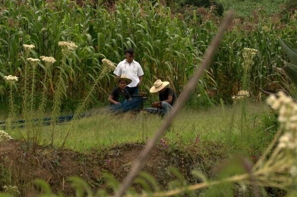 Campos de Guatemala - Sputnik Mundo