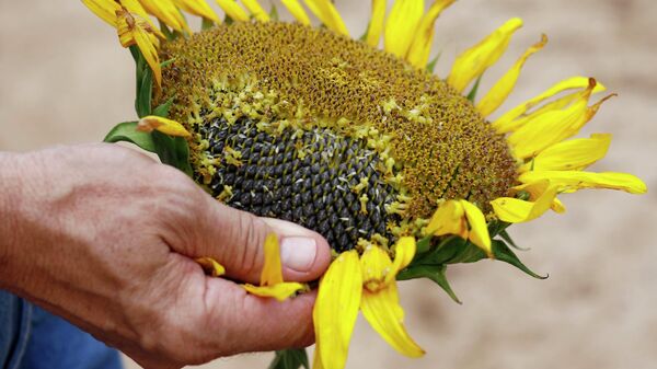 Girasol - Sputnik Mundo