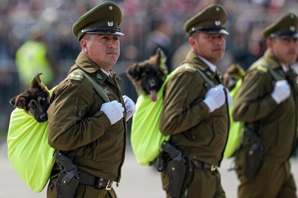 Policías con cachorros participan en el desfile por el Día de la Independencia de Chile. - Sputnik Mundo