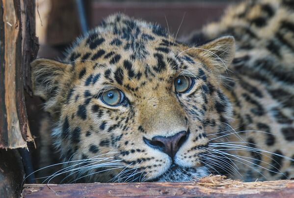 El leopardo del Amur, el único de sus parientes que se adaptó a la vida en un clima frío y nevado, solía verse con frecuencia en el sureste de Rusia y el noreste de China, pero en 2007 el número de los felinos más raros de la Tierra era solo de 20. En los últimos años, gracias a la creación del Parque Nacional de la Tierra del Leopardo, su número empezó a crecer y ahora supera los 120 ejemplares. - Sputnik Mundo