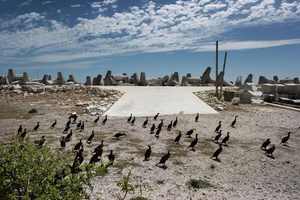 El cormorán del Cabo es un ave acuática que habita en las costas del suroeste de África, que anida desde el sur de Namibia hasta el sur del Cabo Occidental. La antaño numerosa población de estas aves está disminuyendo rápidamente. - Sputnik Mundo