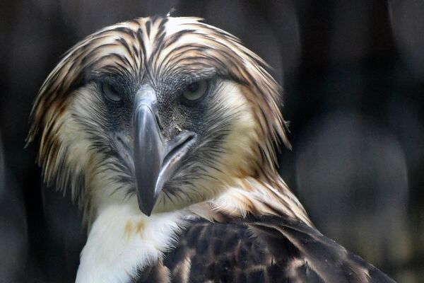 El águila filipina, o arpía filipina, es una de las aves más raras, grandes y fuertes del mundo. Vive exclusivamente en las selvas tropicales de Filipinas y es uno de los símbolos nacionales del país. Matarlo está castigado por la ley filipina con una pena de 12 años de prisión y una fuerte multa. - Sputnik Mundo