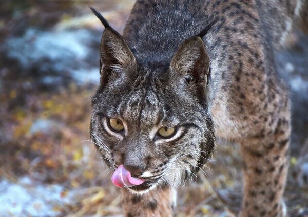 El lince ibérico habita en la península ibérica y el suroeste de Europa. A principios del siglo XXI, estos animales estaban al borde de la extinción debido a la caza excesiva, la reducción del hábitat y la disminución del suministro de alimentos, pero gracias a los esfuerzos de conservación centrados, la población de linces ibéricos superó los 1.000 individuos en 2021. - Sputnik Mundo