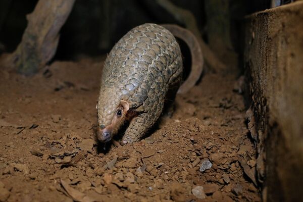 Los folidotos son unos de los animales más fascinantes. Están estrechamente relacionados con los armadillos y los osos hormigueros, viven en África y el sudeste asiático. Están al borde de la extinción por sus escamas, muy apreciadas en el mercado negro por sus propiedades medicinales. - Sputnik Mundo