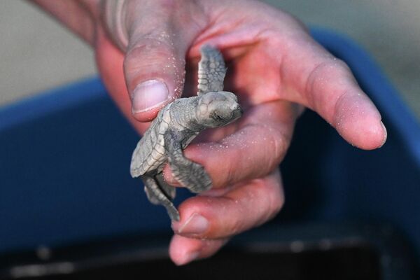 La tortuga carey es una especie de tortuga marina que alcanza una longitud de 60-90 cm y un peso de 45-55 kg. Su área de distribución se extiende desde el Reino Unido, el mar Negro y el mar de Japón hasta Nueva Zelanda. Sin embargo, a pesar de su gran área de distribución, la tortuga carey es extremadamente rara y está en peligro de extinción. La razón es que su caparazón se ha utilizado durante mucho tiempo para fabricar broches, cofres, peines y otros productos.En la foto: un miembro del equipo medioambiental de la Sentosa Development Corporation libera una cría de tortuga carey en el mar en la costa de la isla de Sentosa, Singapur. - Sputnik Mundo