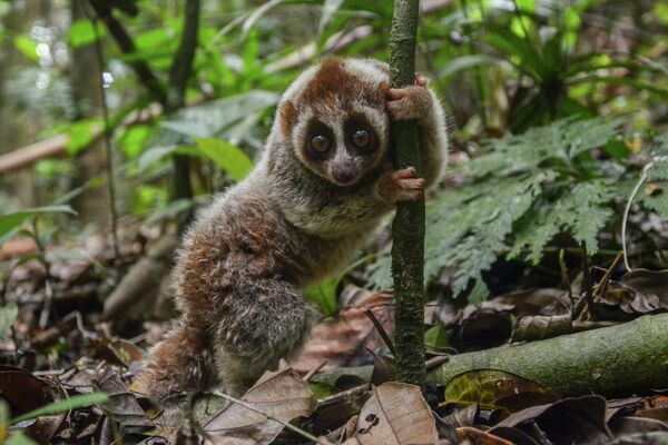 El loris pigmeo fue víctima de su propia popularidad. El interés que suscitan los videos de estos simpáticos animales provocó que se convirtieran en un producto de moda en el mercado de las mascotas. No se sabe exactamente cuántos loris quedan en la naturaleza, pero los conservacionistas dicen que su número ha disminuido considerablemente. - Sputnik Mundo