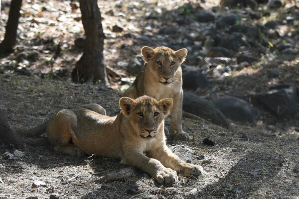 El león asiático fue incluido en la lista de especies amenazadas en el año 2000. La población estaba en peligro por la caza y la reducción del hábitat. Los leones asiáticos solían habitar todo el sur de Eurasia, desde Italia y Grecia hasta la India. En la actualidad, la única zona silvestre en la que todavía se pueden encontrar es el bosque de Gir, en la India. Afortunadamente, su población no ha dejado de aumentar en los últimos años y ya se acerca a los 700 ejemplares. - Sputnik Mundo