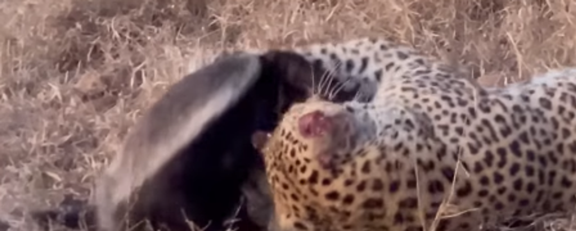 Una lucha a muerte entre un leopardo y uno de los animales más valientes de la sabana - Sputnik Mundo, 1920, 04.10.2022