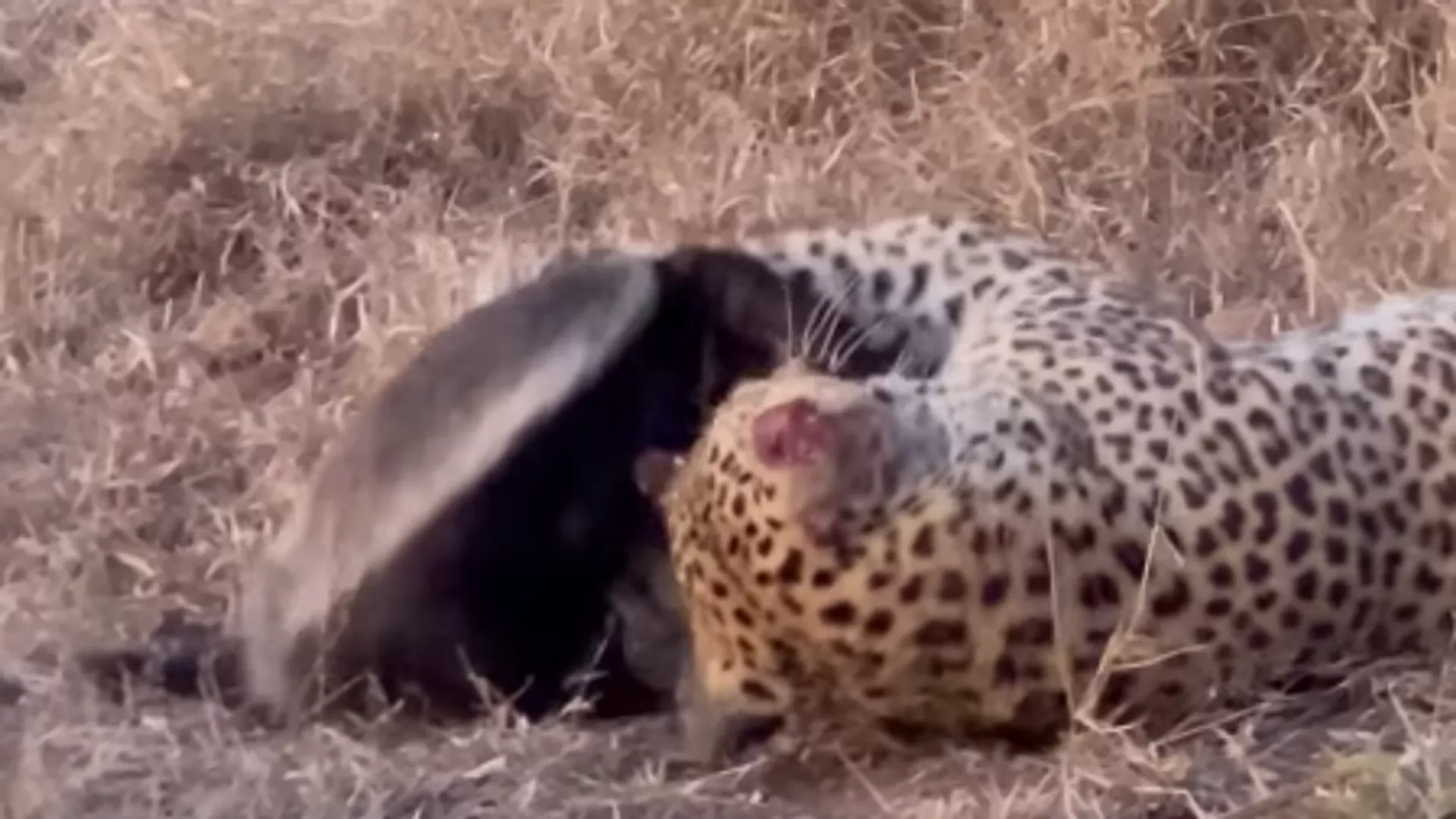 Una lucha a muerte entre un leopardo y uno de los animales más valientes de la sabana