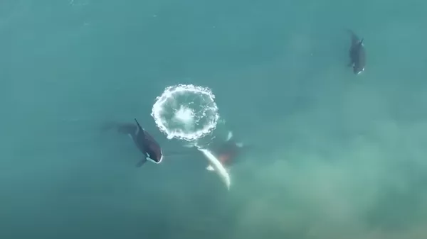 Un gran tiburón blanco se convierte en el almuerzo de una orca - Sputnik Mundo