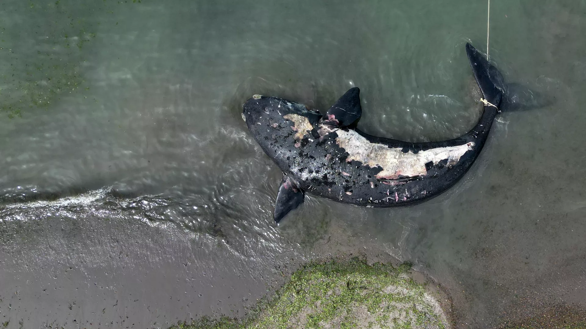 Una ballena muerta en Argentina Una ballena muerta en Argentina - Sputnik Mundo, 1920, 22.10.2022