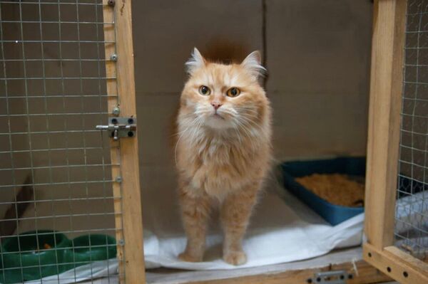 ¿Cómo rescatan a los animales en los territorios liberados de Donbás? - Sputnik Mundo