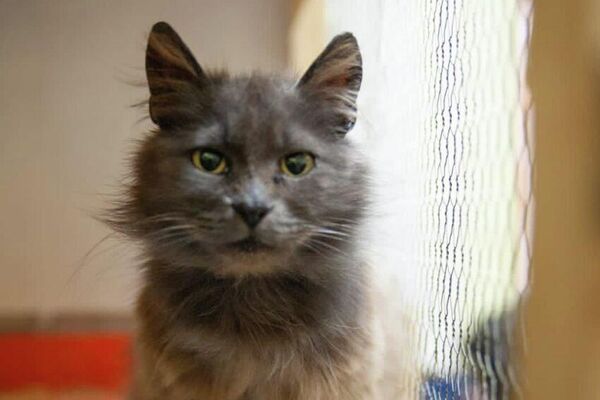 ¿Cómo rescatan a los animales en los territorios liberados de Donbás? - Sputnik Mundo