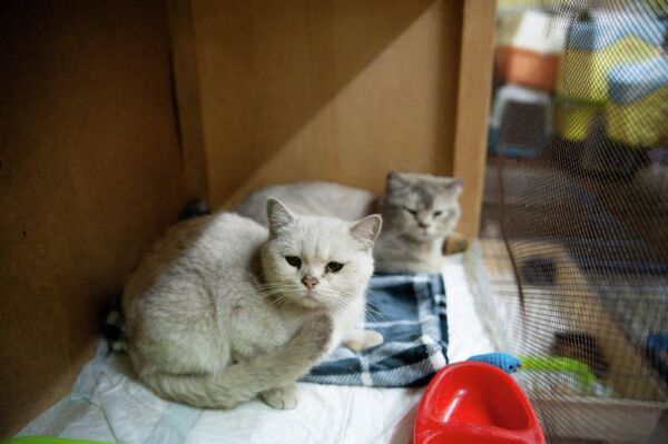 ¿Cómo rescatan a los animales en los territorios liberados de Donbás? - Sputnik Mundo