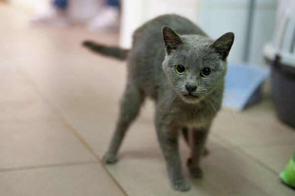 ¿Cómo rescatan a los animales en los territorios liberados de Donbás? - Sputnik Mundo