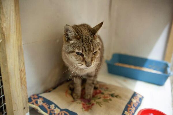 ¿Cómo rescatan a los animales en los territorios liberados de Donbás? - Sputnik Mundo