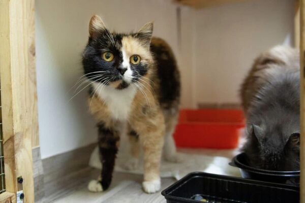 ¿Cómo rescatan a los animales en los territorios liberados de Donbás? - Sputnik Mundo