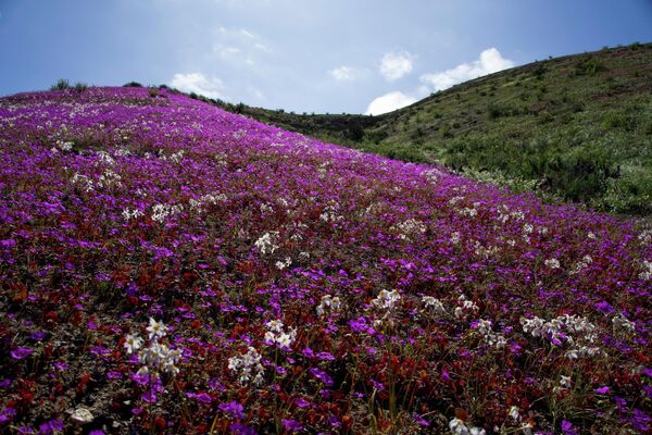 El florecimiento del Desierto de Atacama en Chile. Este raro fenómeno suele producirse una vez cada 5-7 años después de fuertes lluvias. - Sputnik Mundo