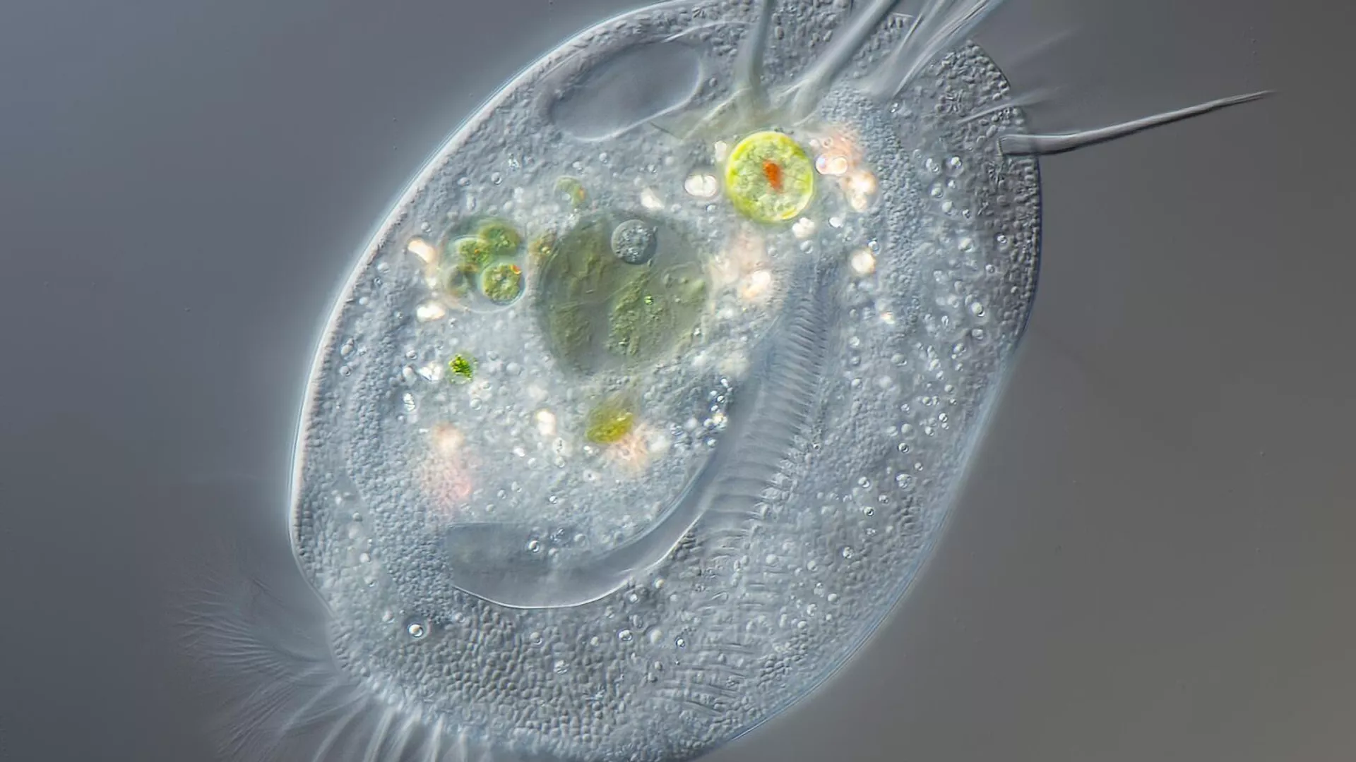 Euplotes bajo el microscopio Euplotes bajo el microscopio - Sputnik Mundo, 1920, 14.10.2022