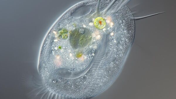 Euplotes bajo el microscopio - Sputnik Mundo