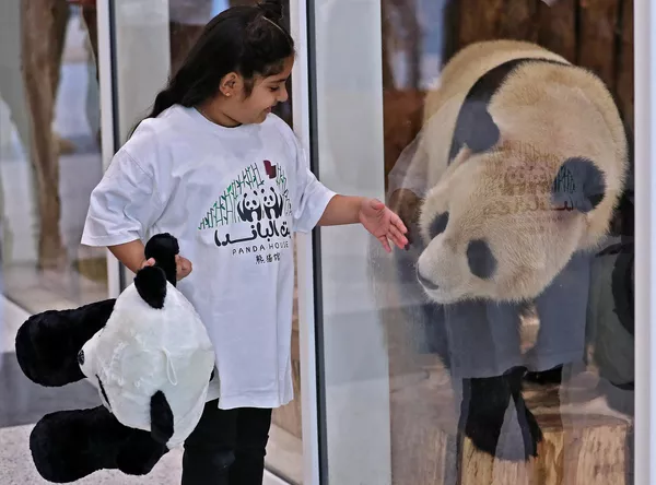 Uno de los dos pandas gigantes oriundos de China en el parque Al Khor de Doha, la capital de Catar. - Sputnik Mundo