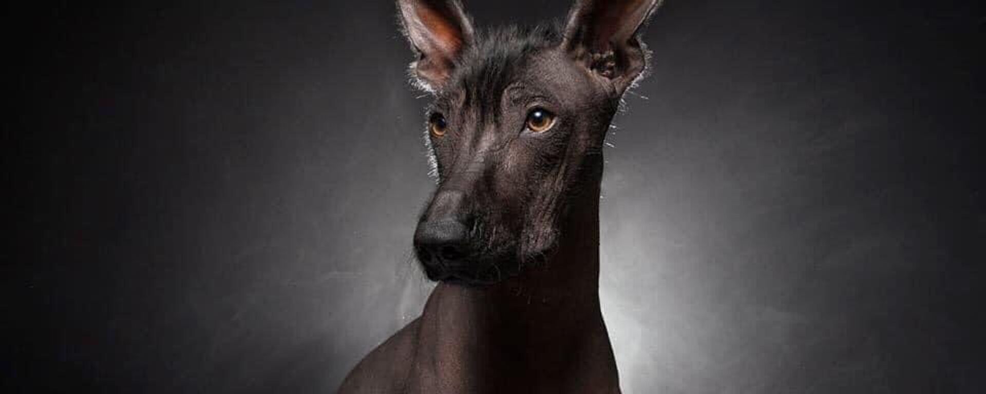 Xoloitzcuintle, el perro pelón de México - Sputnik Mundo, 1920, 28.10.2022