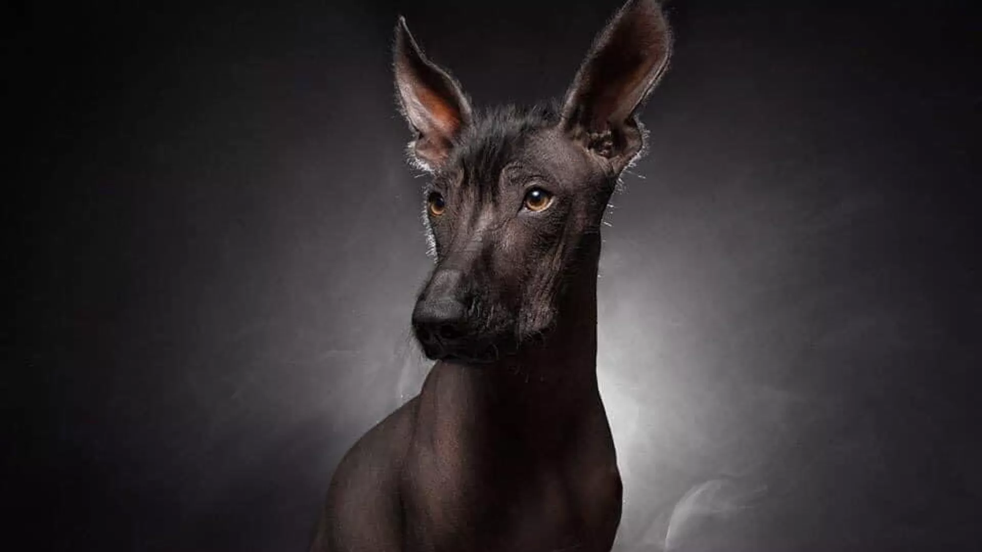 Xoloitzcuintle, el perro pelón de México Xoloitzcuintle, el perro pelón de México - Sputnik Mundo, 1920, 28.10.2022