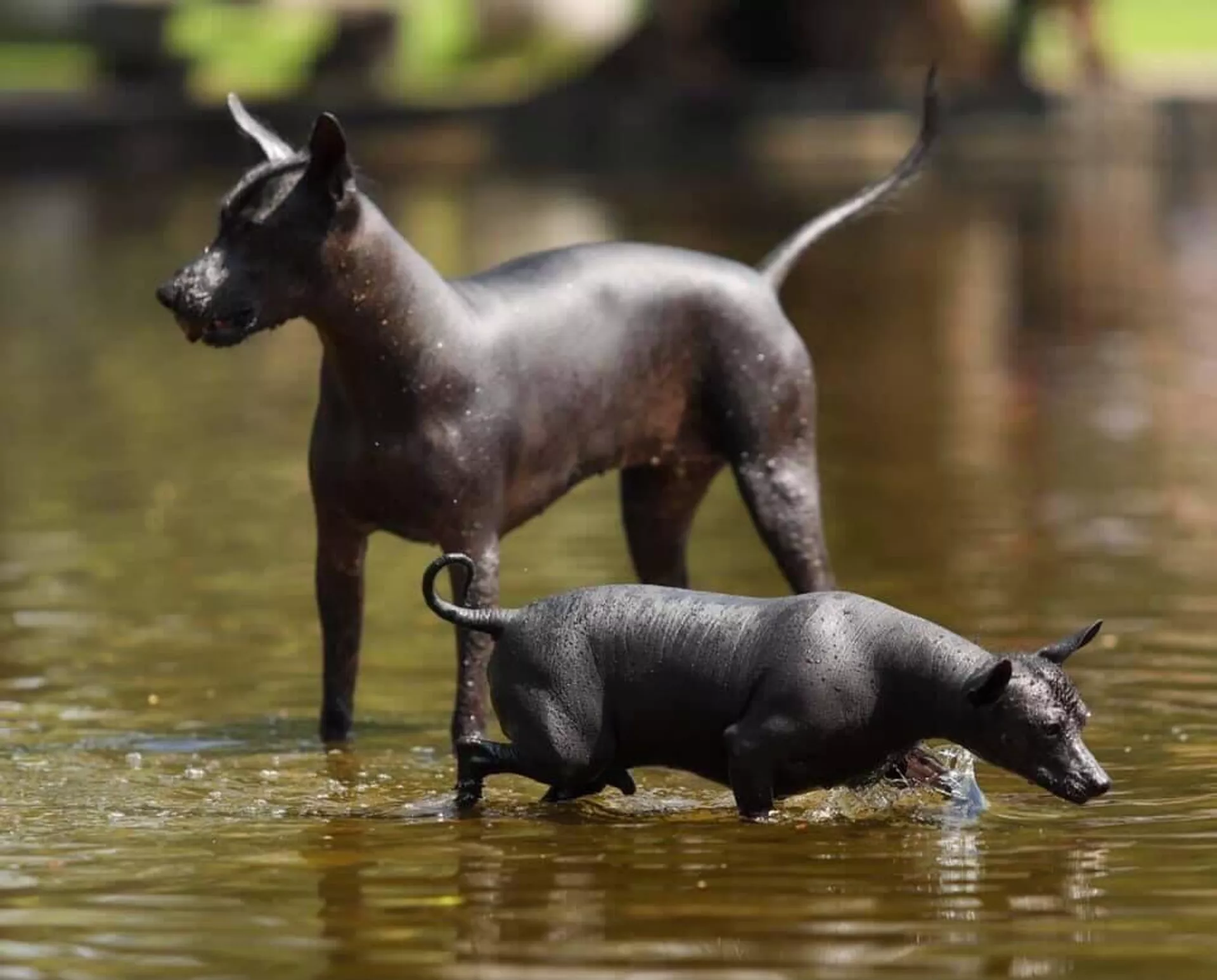 El xoloitzcuintle es un perro endémico mexicano. El xoloitzcuintle es un perro endémico mexicano. - Sputnik Mundo, 1920, 29.10.2022