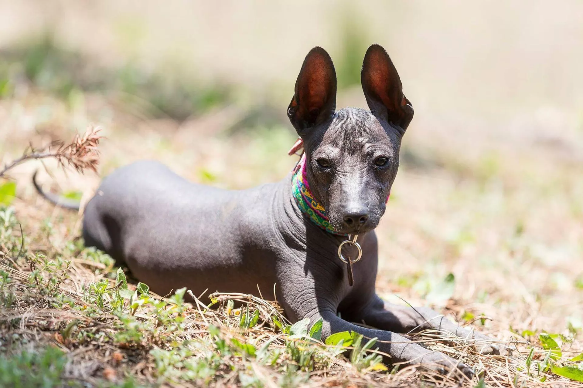 Xoloitzcuintle significa 'perro raro' o 'perro arrugado' en náhuatl Xoloitzcuintle significa 'perro raro' o 'perro arrugado' en náhuatl - Sputnik Mundo, 1920, 27.10.2022