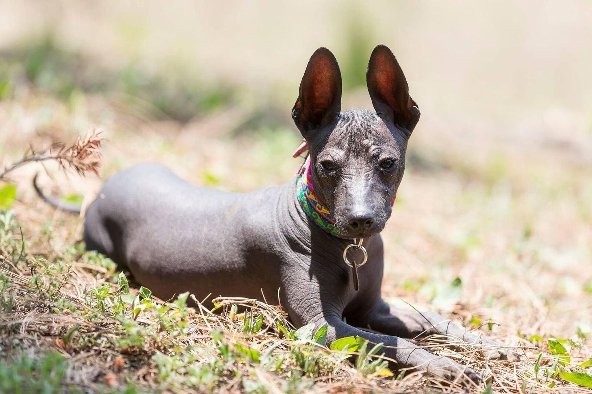 Xoloitzcuintle significa 'perro raro' o 'perro arrugado' en náhuatl  - Sputnik Mundo, 1920, 27.10.2022