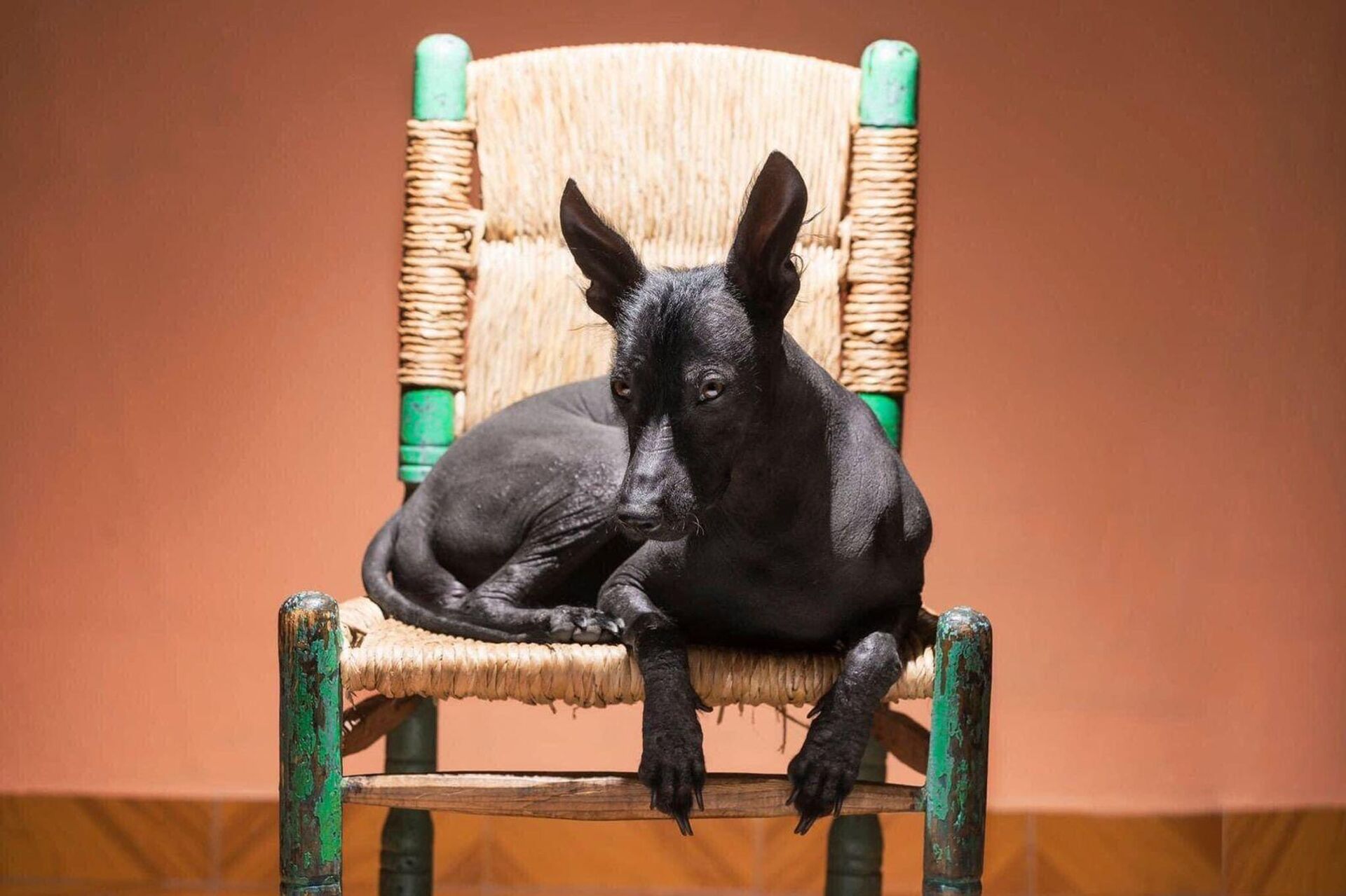 Los xoloitzcuintles estuvieron en peligro de extinción desde la colonia española hasta el siglo XX.  - Sputnik Mundo, 1920, 27.10.2022