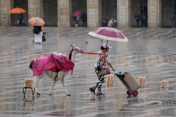 Un fotógrafo callejero con una llama domesticada sale de la Plaza de Bolívar en Bogotá, Colombia, bajo la lluvia. - Sputnik Mundo