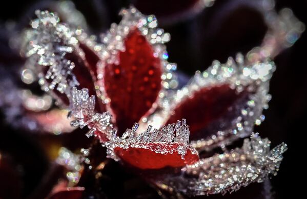 Hojas de agracejo, cubiertas de escarcha en un jardín cerca de Moscú al amanecer. La semana pasada, las temperaturas en Moscú cayeron por debajo del punto de congelación por primera vez desde el comienzo del otoño. - Sputnik Mundo