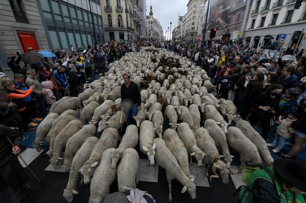 Un rebaño de ovejas en el centro de Madrid. Todos los años, en octubre, los pastores arrean sus ovejas desde los pastos del norte hasta el sur del país, según una antigua tradición que se recuperó en 1992. Madrid acoge una auténtica fiesta con bailarines y músicos de diferentes regiones, funcionarios de la ciudad e invitados extranjeros. - Sputnik Mundo